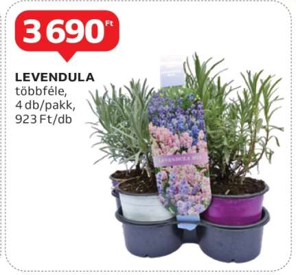 Levendula*