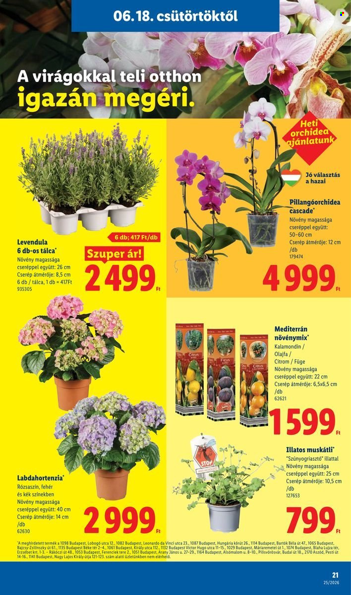 Lidl akciós újság érvényes:  - 2026.06.18 - 2026.06.24. 21. oldal Oldal 21