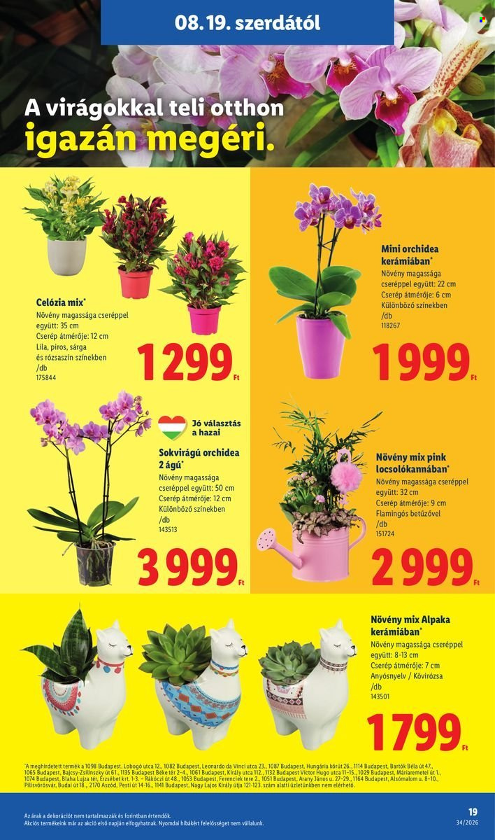 Lidl akciós újság érvényes:  - 2026.08.19 - 2026.08.26. 19. oldal Oldal 19