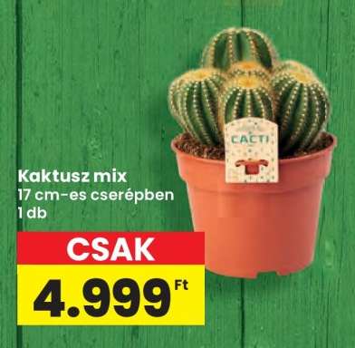 Kaktusz Mix