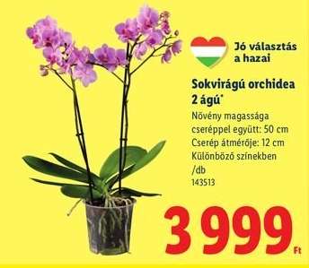 Sokvirágú orchidea 2 ágú