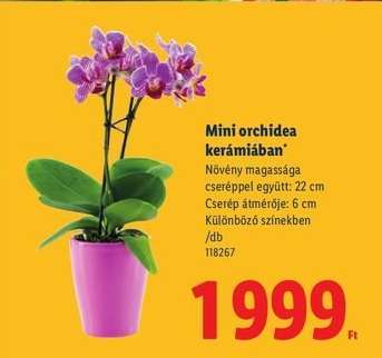 Mini orchidea kerámiában*