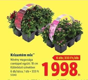 Krizantém mix*
