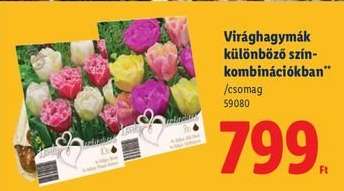 Virághagymák különböző színkombinációkban