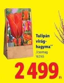 TULIPÁN VIRÁGHAGYMA