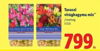 Tavaszi virághagyma mix