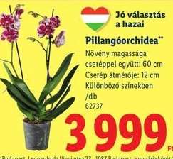 Pillangóorchidea*