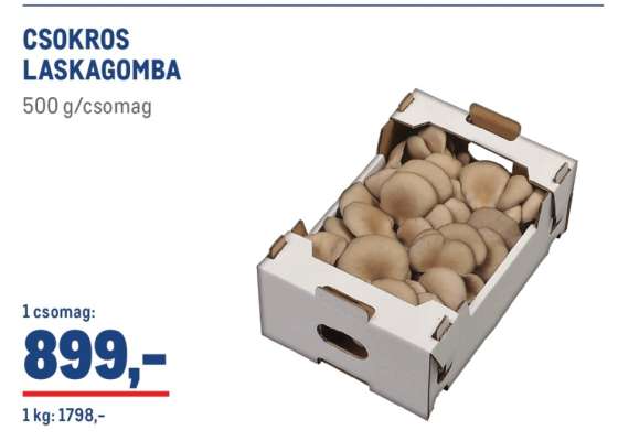 Csokros laskagomba