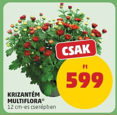 KRIZANTÉM MULTIFLÓRA