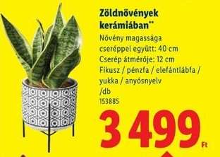 Zöldnövények kerámiában