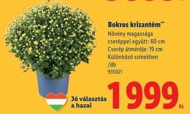 Bokros krizantém*