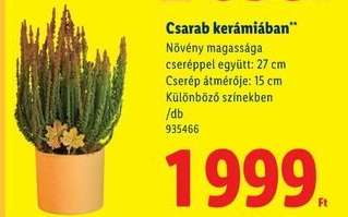 Csarab kerámiában