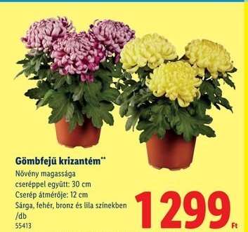 Gömbfejű krizantém
