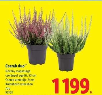 Csarab duo