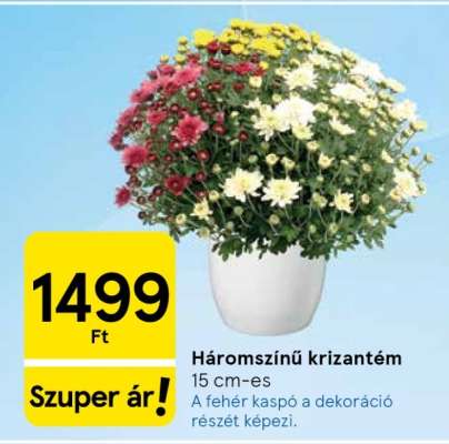 Háromszínű krizantém*
