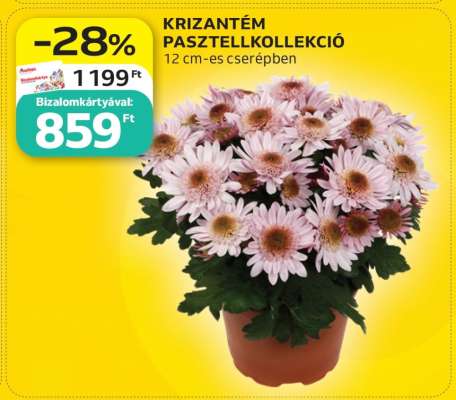 KRIZANTÉM PASZTELLKOLLEKCIÓ